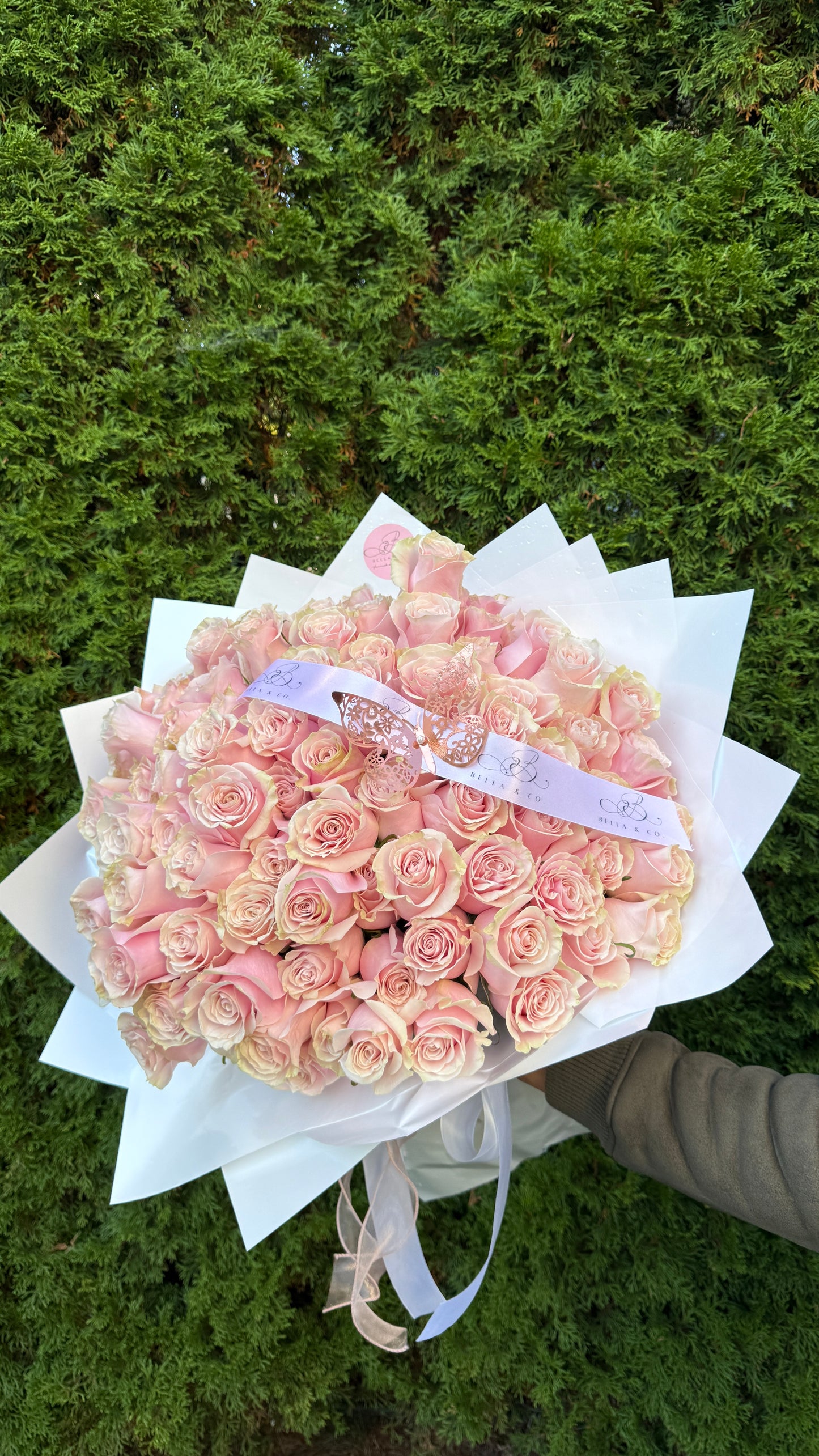 Light Pink Roses